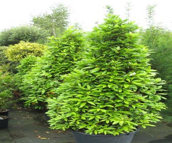 Echte laurier als piramide (Laurus nobilis)