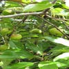 Duo-appel(Elstar/Golden Delicious)