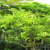 Jujuba (Ziziphus ziziphus)