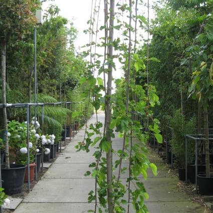 Moerbei als treurboom (Morus alba 'Pendula')