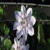 Bosrank (Clematis 'Capitaine Thuilleaux')