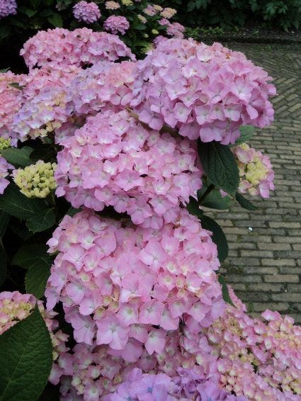 Roze bolhortensia