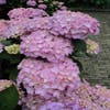 Hortensia (Hydrangea 'Endless Summer' roze)