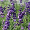 Lavendel (Lavandula angustifolia 'Hidcote')