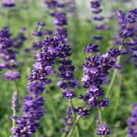 de-beste-lavendel-kopen-lavandula-hidcote-met-groeigarantie