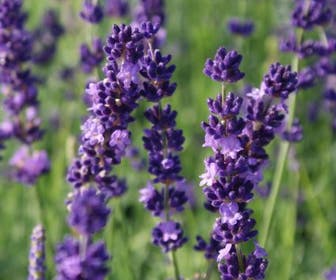 Lavendel (Lavandula angustifolia 'Hidcote')