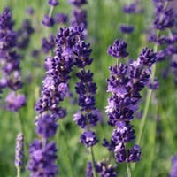 De Beste Lavendel Kopen Lavandula Hidcote Met Groeigarantie de-beste-lavendel-kopen-lavandula-hidcote-met-groeigarantie