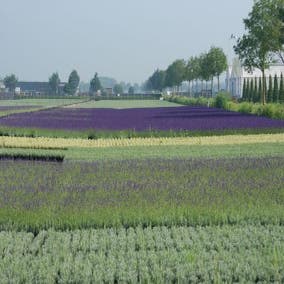 Lavandula 'Dwarf Blue' geurende bloem