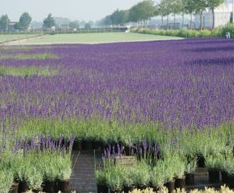 Lavendel (Lavandula angustifolia)