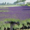 Lavendel (Lavandula angustifolia) BIO