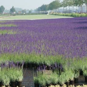 Lavandula angustifolia (Lavendel)