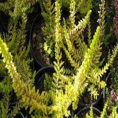 Struikheide  (Calluna vulgaris 'Gold Haze')