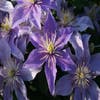 Bosrank (Clematis 'Justa')