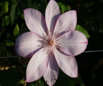 Bosrank (Clematis 'Omoshiro')
