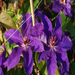 Bosrank (Clematis 'The President')