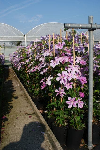 Clematis 'Girenas' kopen en online bestellen | Directplant