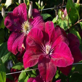 Bosrank (Clematis 'Rouge Cardinal')