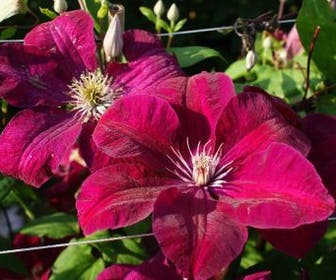 Bosrank (Clematis 'Rouge Cardinal')