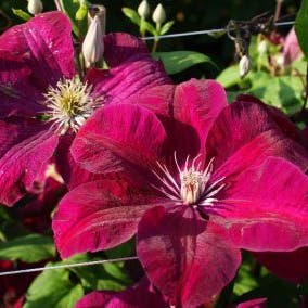 Bosrank (Clematis 'Rouge Cardinal')