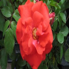 Trosroos (Rosa 'Satchmo')