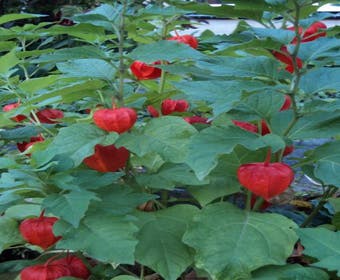 Lampionplant (Physalis alkekengi franchetii)