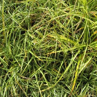 Zegge (Carex ornithopoda 'Variegata')