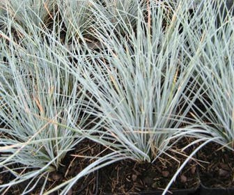 Zwenkgras (Festuca glauca 'Uchte')