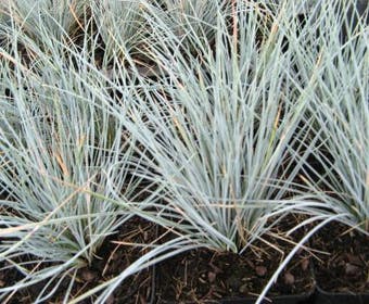 Zwenkgras (Festuca glauca 'Uchte')