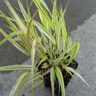 Hakonechloa Aureola