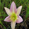 Daglelie (Hemerocallis 'Catherine Woodbury')