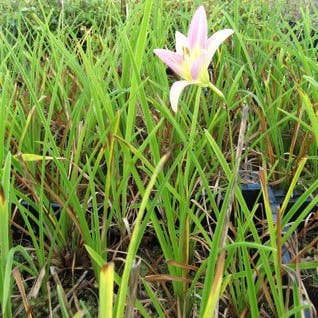 Daglelie (Hemerocallis 'Catherine Woodbury')