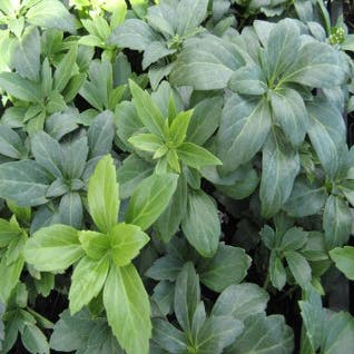 Pachysandra terminalis 'Green Carpet' (Pachysandra)