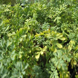 Ruta graveolens (Wijnruit)