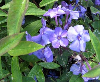 Vlambloem (Phlox paniculata 'Blue Paradise')