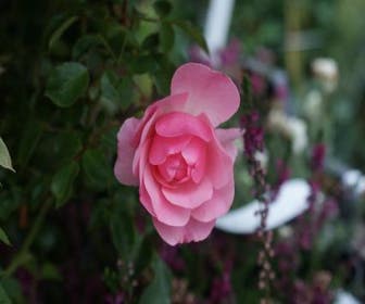 Trosroos (Rosa 'Bonica 82')
