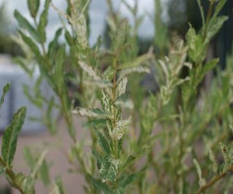Wilg op stam (Salix integra 'Hakuro-nishiki')