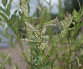 Wilg op stam (Salix integra 'Hakuro-nishiki')