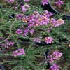 Dopheide (Erica cinerea)