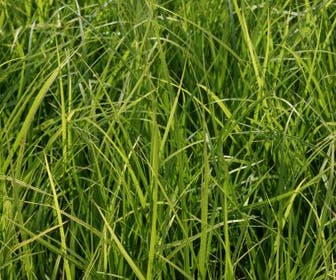 Zegge (Carex morrowii)
