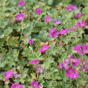 Ooievaarsbek (Geranium riversleaianum 'Russell Prichard')