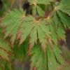 Japanse Esdoorn (Acer japonicum 'Aconitifolium')