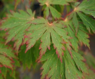 Japanse Esdoorn (Acer japonicum 'Aconitifolium')