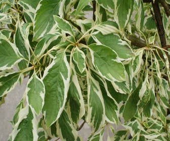 Reuzenkornoelje (Cornus controversa 'Variegata')
