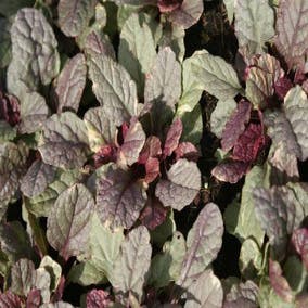 Zenegroen (Ajuga reptans 'Burgundy Glow')