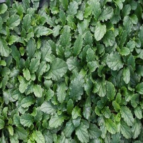 Ajuga reptans