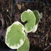 Kaukasische vergeet-mij-niet (Brunnera macrophylla 'Variegata')