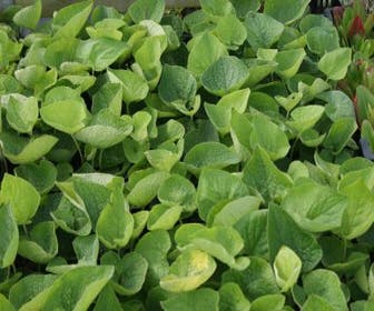 Kaukasische vergeet-mij-niet (Brunnera macrophylla)