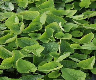 Kaukasische vergeet-mij-niet (Brunnera macrophylla) BIO