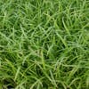 Cyperzegge (Carex pseudocyperus)