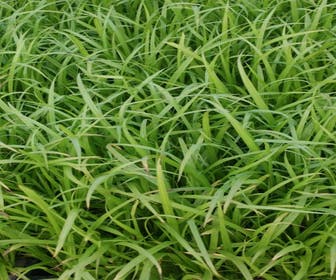 Cyperzegge (Carex pseudocyperus)